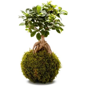 kokedama ficus bonsai Flowers Palermo