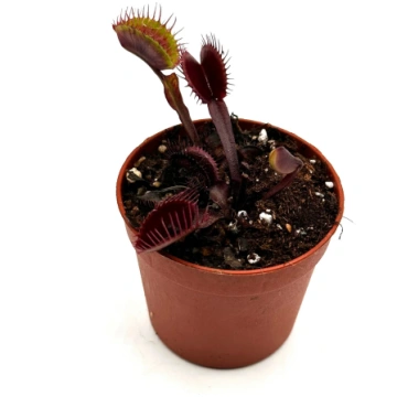 Dionaea Muscipula "Krampfader" Caput Mundi Labs