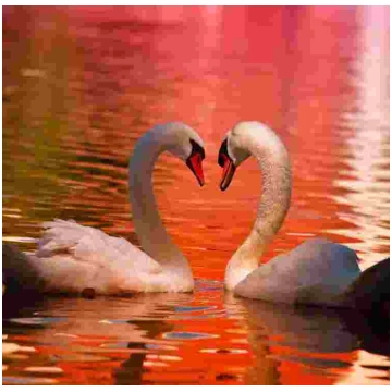 Puzzle Swans 1000 Grafika
