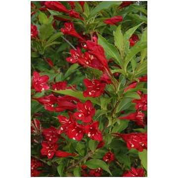 Weigela florida 'Red Prince' Krāšņā veig