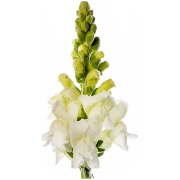 Snapdragon Costa White F1 | Group 2 | Antirrhinum