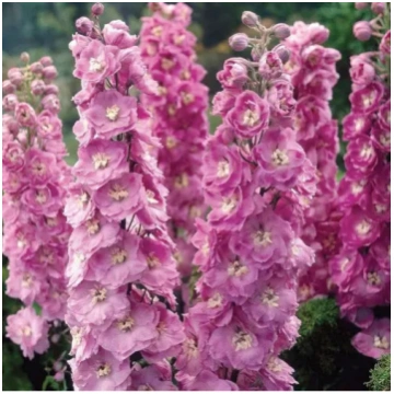 Delfīnijas augstās Magic Fountains Lilac Pink Whit