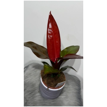 Philodendron Mccolleys Finale Augi-Plants