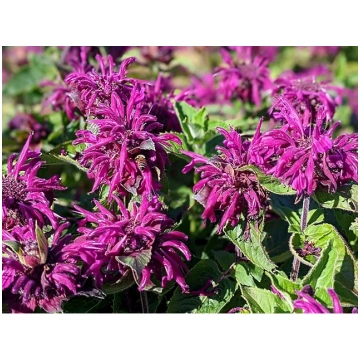 Monarda 'Bee-Pure'®, P11 Monarda
