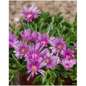 Delosperma hybrida Sundella Lavender | A.M. ozoli