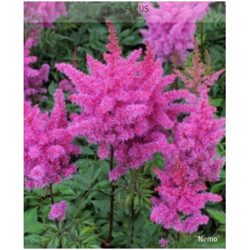 Astilbe Ķīnas "Nemo" Kverkus