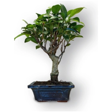 Ficus retusa bonsai, Ref. 8073