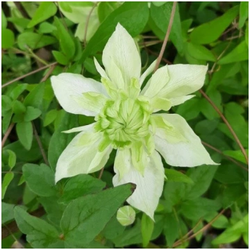 Clematis Alba Plena Pilns-Puspilns 2L pods
