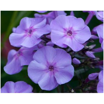 Floksis skarainais 'Blue Boy', Phlox pan