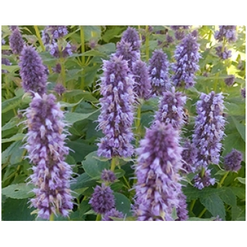 Agastahe 'Blue Fortune', Agastache
