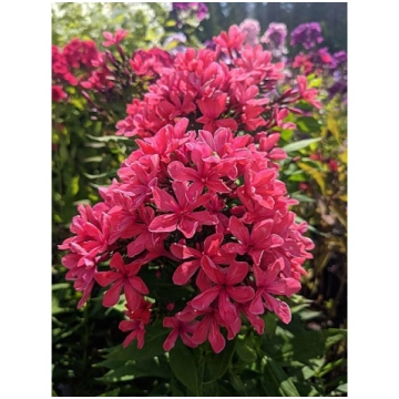 Phlox paniculata 'Cleopatra'®, P13 Skara