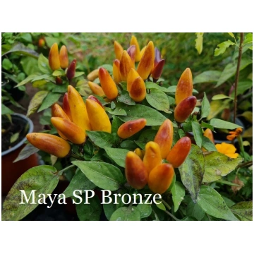 Maya SP Bronze (4*) (asā pipara stāds podiņā)