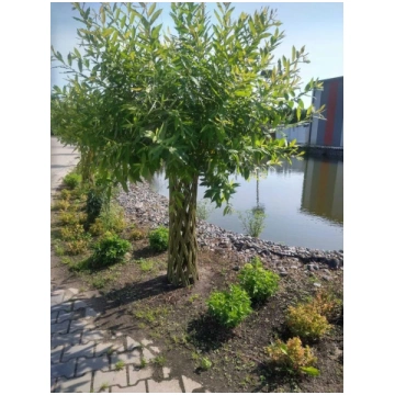 Pītie kārkli(Salix americana , 100-180cm)