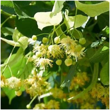 Liepas absolūts-Tilia Cordata | Larēna