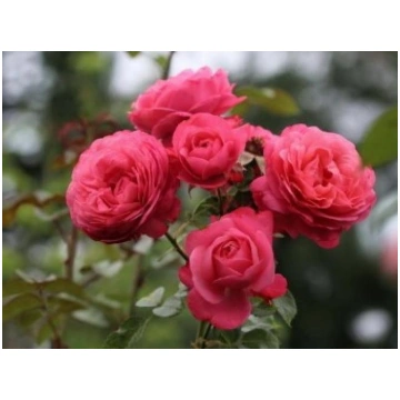 Rosanna® (VĪT) (KO 93/2046-01, KORhokhel, La Vanoi