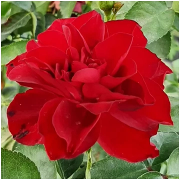 Sarkana - dobes floribundroze - nesmaržīga roze -