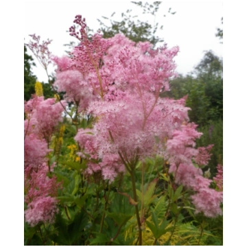 Filipendula rubra 'Venusta' (Sarkanā vīg