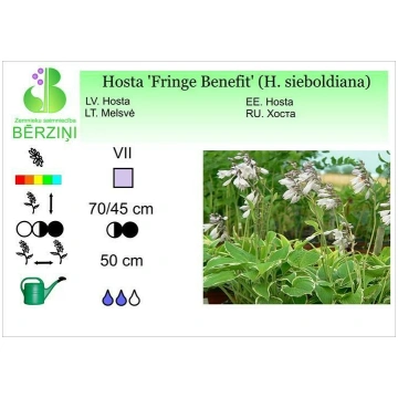 Hosta 'Fringe Benefit' (H. sieboldiana),