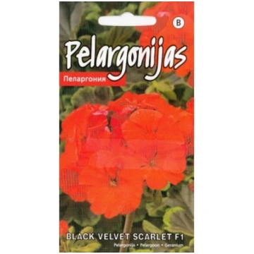 Pelargonijas Black Velvet Scarlet F1 5s