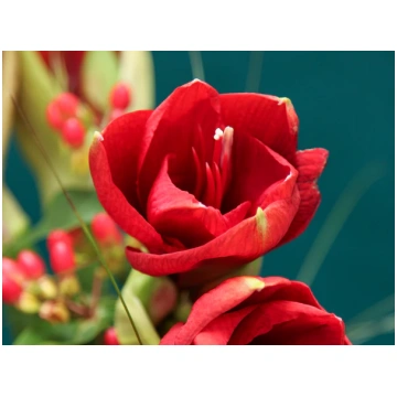Amarillis | Amaryllis tacito