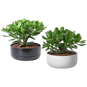 CRASSULA OVATA augs ar puķupodu, Naudas koks/dažād