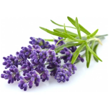 Lavanda Francija (Lavandula angustifolia), ēterisk
