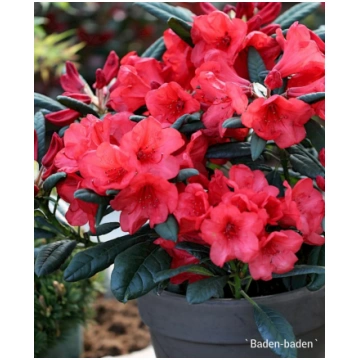 Rododendrs Mūžzaļais "Baden-Baden" Kverkus