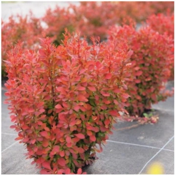 Bārbele, Tunberga "Florence" /berberis thunbergii/