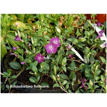 Vinca minor 'Atropurpurea', P9 Mazā kapm