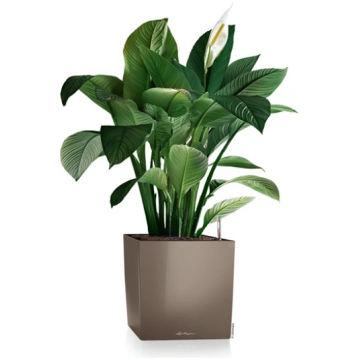 Pods Lechuza Cube