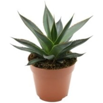 Telpaugi Agave "Shaka Zulu"(agave)