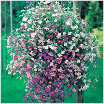Lobēlija (Trailing) Colour Cascade Mixed 1500 sēkl