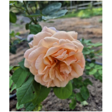 Ance