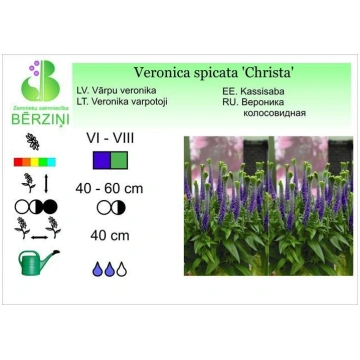 Veronica 'Christa', Veronika ZS Bērziņi