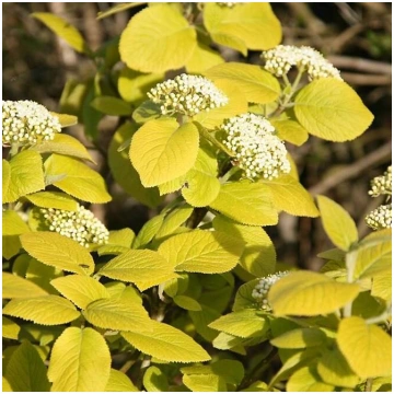Viburnum lantana 'Aureum' Vilnainā irben