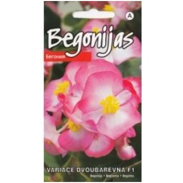 Kurzemes Sēklas Sēklas begonijas Variace Dvoubarev