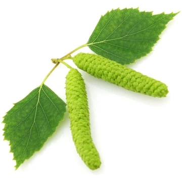 Birch / Bērza darva (Betula alba) essential oil / 