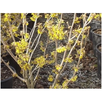 Hamamelis mollis-Amamelide Donnadipiante - Vendita