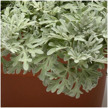Artemisia stelleriana Silver Brocade. 1 gb., lūgum