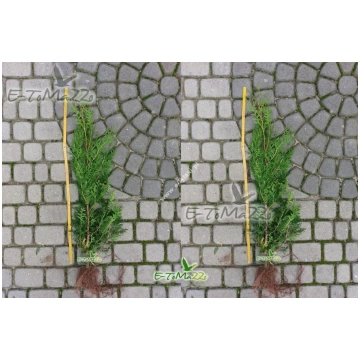 Thuja Brabant 60 cm Boden tujas-dzivzogs.lv