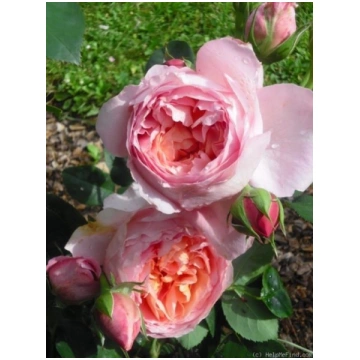 Dames de Chenonceau - Natalijas Rozes