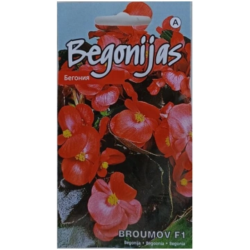 Begonijas (leduspuķes) Broumov F1 Kurzemes sēklas