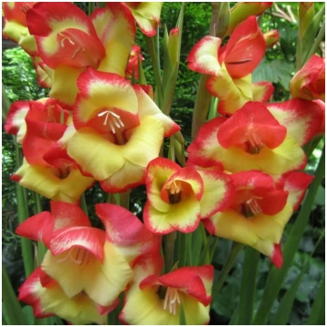 Gladiolas sīpols LAS VEGAS (botāniskās), 8+, 1 GB