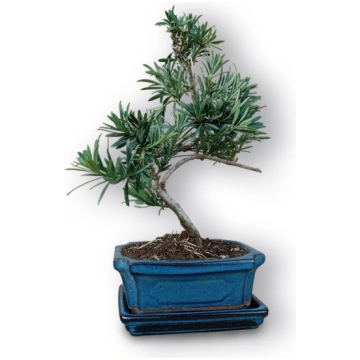 Budas priedes bonsai, Ref. 3033
