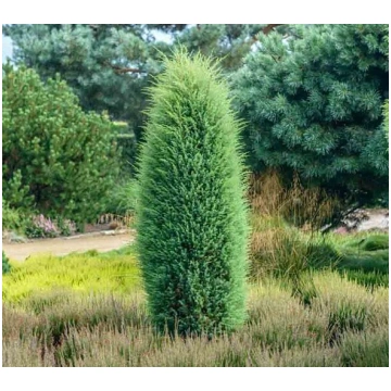 Juniperus communis 'Hibernica' Parastais