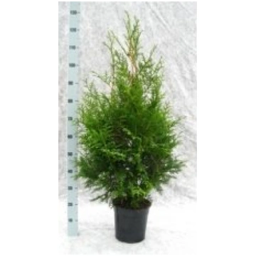 Telpaugi Thuja occ. "Brabant"(tūja)