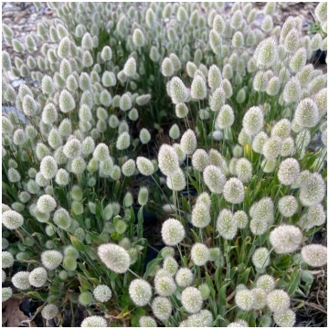 Olveida zaķaste (Lagurus ovatus) 0,1g