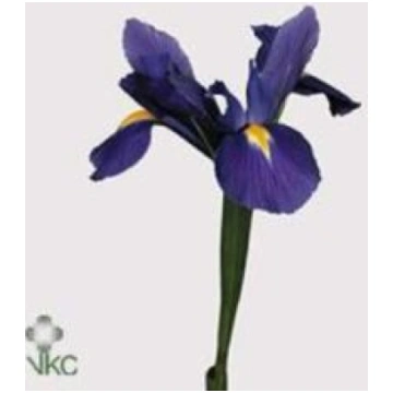 Iris Blue Magic