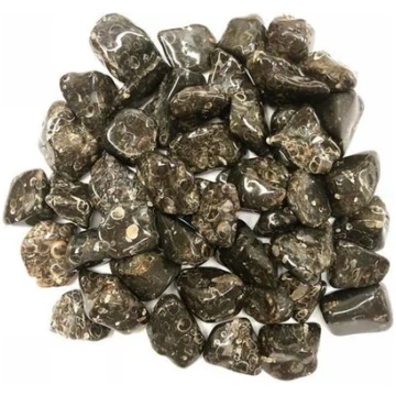 Akmens Ahāts / Turitella Ahāts / Turitella Agate J