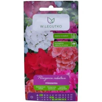 Pelargonijas dārza rozā W.Legutko W. Legutko